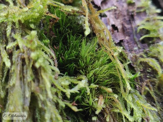Dicranum viride